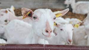 goat milk ausnutria dairy ings