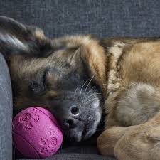 the best toys for german shepherds