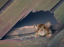 Get Rid Of Mice In Walls And Ceilings