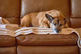 How To Fix Leather Scratches From Your Dog