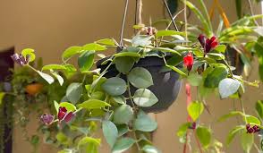 lipstick plant how to propagation and