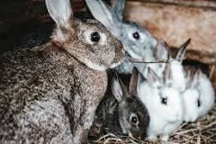 what-do-i-feed-meat-rabbits
