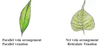 what is reticulate venation