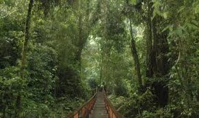 Kabupaten malinau adalah salah satu kabupaten di provinsi kalimantan utara, indonesia. Sasar Wisatawan Asing Dan Lokal Kabupaten Malinau Andalkan Hutan Tak Terjamah Sebagai Destinasi Wisata Apkasi