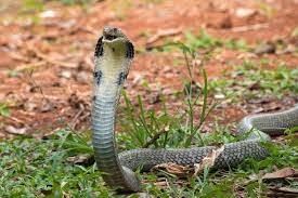 8 intriguing king cobra facts