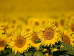 We did not find results for: Flower Meanings 9 Summer Flowers What They Symbolize