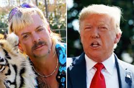 Tiger king director rebecca chaiklin told the chicago tribune that joe exotic is over the moon about the documentary: Trevor Noah Why Tiger King Joe Exotic Is Exactly Like Trump Indiewire