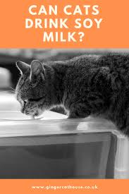Folge deiner leidenschaft bei ebay! Can Cats Drink Soy Milk Cat Drinking Cats Cat Care