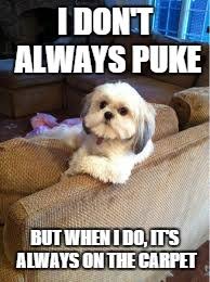 the most interesting dog in the world