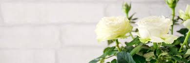 Rose Care Guide Growing Tips And Info