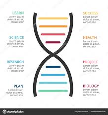 Vector Dna Science Infographic Medical Diagram Healthcare