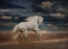 beautiful white horse 1080p 2k 4k 5k