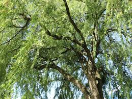 Salix alba, commonly called white willow, is native to europe, central asia and northern africa. Trauerweide Hangeweide Silberweide Tristis Salix Alba Tristis Baumschule Horstmann