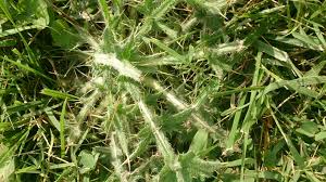 Thorny plants come in many different types, including perennials, shrubs and trees with both deciduous and evergreen options to choose. What Is This Thorny Weed I Stepped On It Barefooted And It Wasn T Pleasant Whatsthisplant