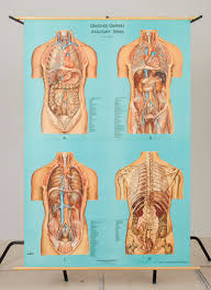 Denoyer Geppert Anatomy Charts Maas Collection