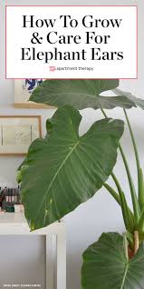 The most impressive elephant ears variety, the upright (alocasia macrorrhiza) won't go unoticed in your garden! Elephant Ear Plant Care How To Grow Maintain Alocasia Apartment Therapy