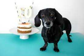Store in refrigerator until ready to serve. Birthday Cake Recipes And Ideas For Dogs Popsugar Pets