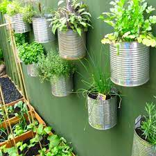 urban herb garden in tins