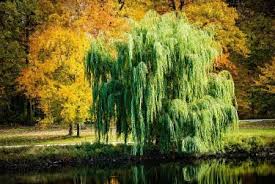 Here's another installment of our growing trees from cuttings videos. Weeping Willow Tree Guide The Tree Center