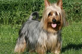 What is behind a maine aussie? Silky Terrier Puppies For Sale From Reputable Dog Breeders