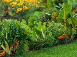 How To Mix Edible Plants In The Garden