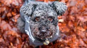 Пуми - описание породы собак: характер, особенности поведения, размер,  отзывы и фото - Питомцы Mail.ru