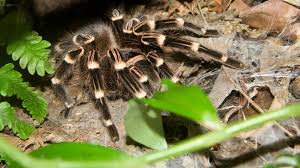 5 Terrifyingly Huge Spiders Mental Floss