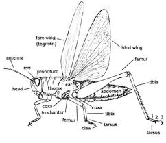 Bug Identification Key University Of Florida Institute Of