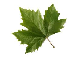 sycamore tree leaf images browse 18