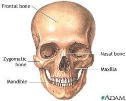 skull anatomy medlineplus cal