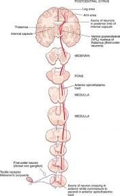 central nervous system pathways