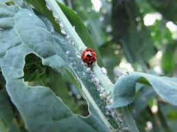 ladybugs are good for your garden the