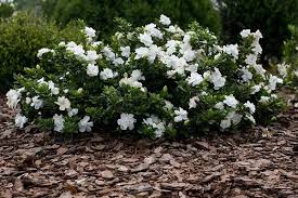 Buy Gardenia Jasminoides Cape Jasmine
