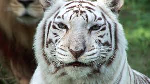 White tiger transparent images (1,279). White Tigers Cruelty Not Conservation Youtube