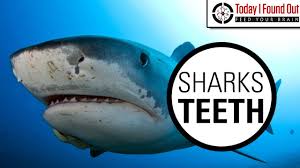 Typically a shark has two to three working rows of teeth with 20 to 30 teeth in each row, although a whale shark has about 300 teeth in each row. Can Sharks Really Grow An Unlimited Number Of Teeth Youtube