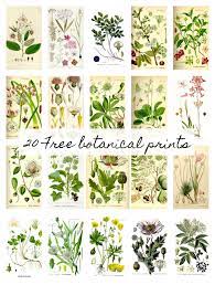 20 Free Botanical Prints And Easy Diy
