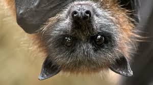 what does bat look like