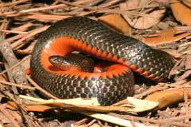 north florida sw snake