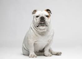 Different Bulldog Breeds To Consider