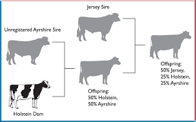 Cattle Identification Database