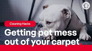 how to remove dog from carpet