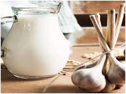 Garlic Milk Works To Increase Immunity And Garlic Milk Turmeric Benefits |  Health Care Tips: Immunity बढ़ाने का काम करता है लहसुन का दूध, जानें इसे  पीने के फायदे