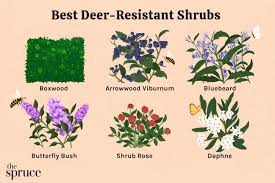 deer resistant shrubs for landscaping