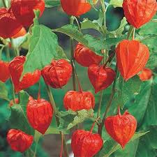 Grow And Care For Chinese Lantern