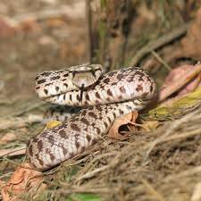 The gopher snake is found in north america, specifically in the western the sonoran gopher snake ranges in southeastern california, all the way east into. Nature Notes Rattlesnake Or Gopher Snake Lifestyles Elkodaily Com