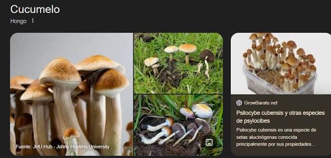 Hongos misioneros resaltan por rapidez de cultivo y escaso espacio requerido