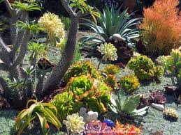 Succulent Garden Designs Pictures Of