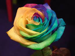 Free Rose colorate Stock Photo | FreeImages