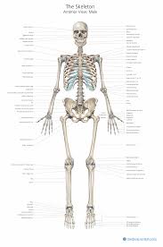 skeleton ilrations cal