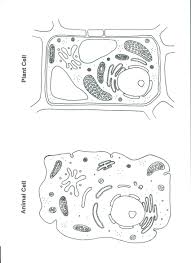 Compare and contrast unit 48 handout 2 time. Plant And Animal Cell Color Worksheet Biological Science Picture Directory Pulpbits Net